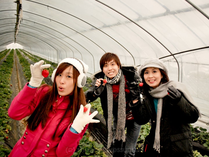 Strawberry Picking South Korea