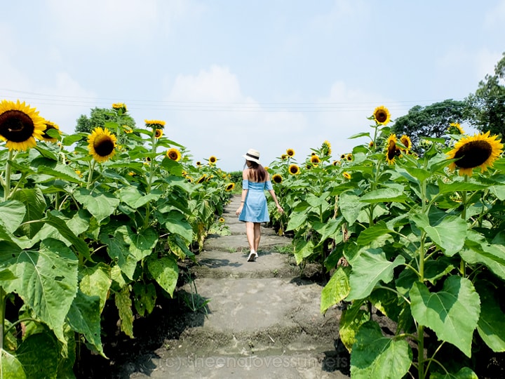 Day Trip to Taichung Zhong She Flower Market