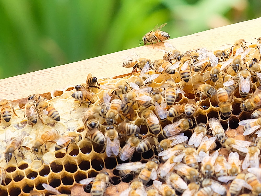 Milea Bee Farm With Kids Batangas Philippines 